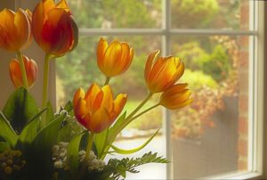 tulpen voor venster