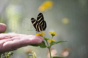 Vlinder op hand